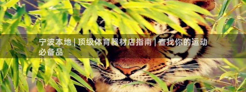 新城娱乐软件下载：宁波本地 | 顶级体育器材店指南 
