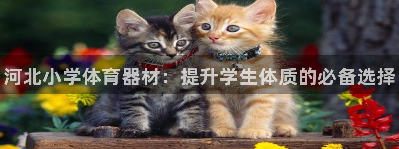 新城娱乐登录地址在哪里：河北小学体育器材：提升学生体质的必备